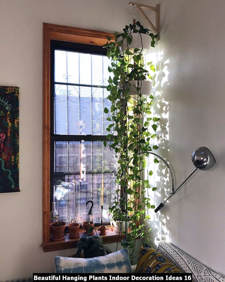 Ампельные комнатные растения на стене
