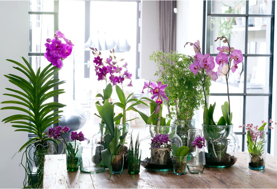 Орхидеи на окне (36 фото)