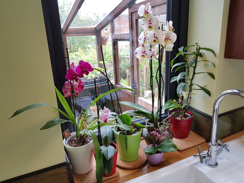 Орхидеи на подоконнике зимой