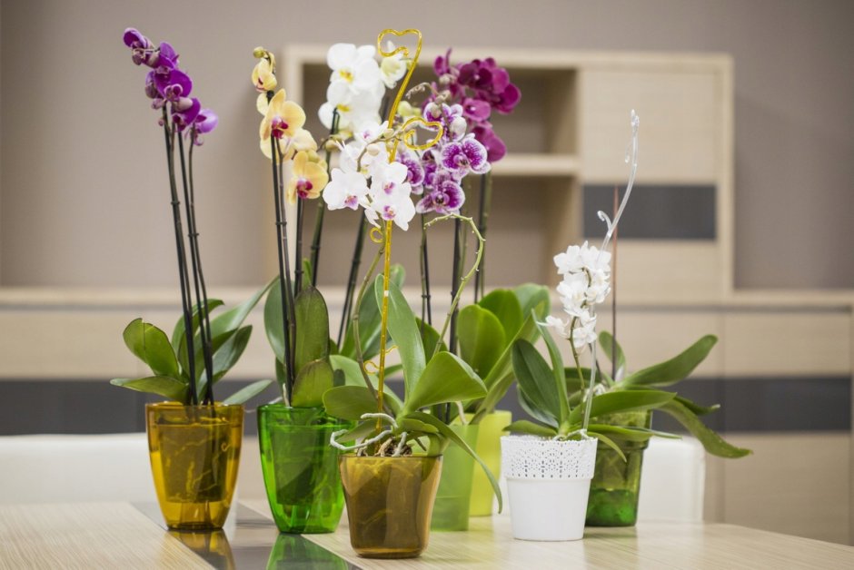 Цветущие орхидеи на подоконнике