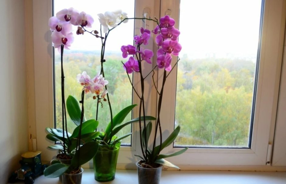 Орхидеи на окне в квартире