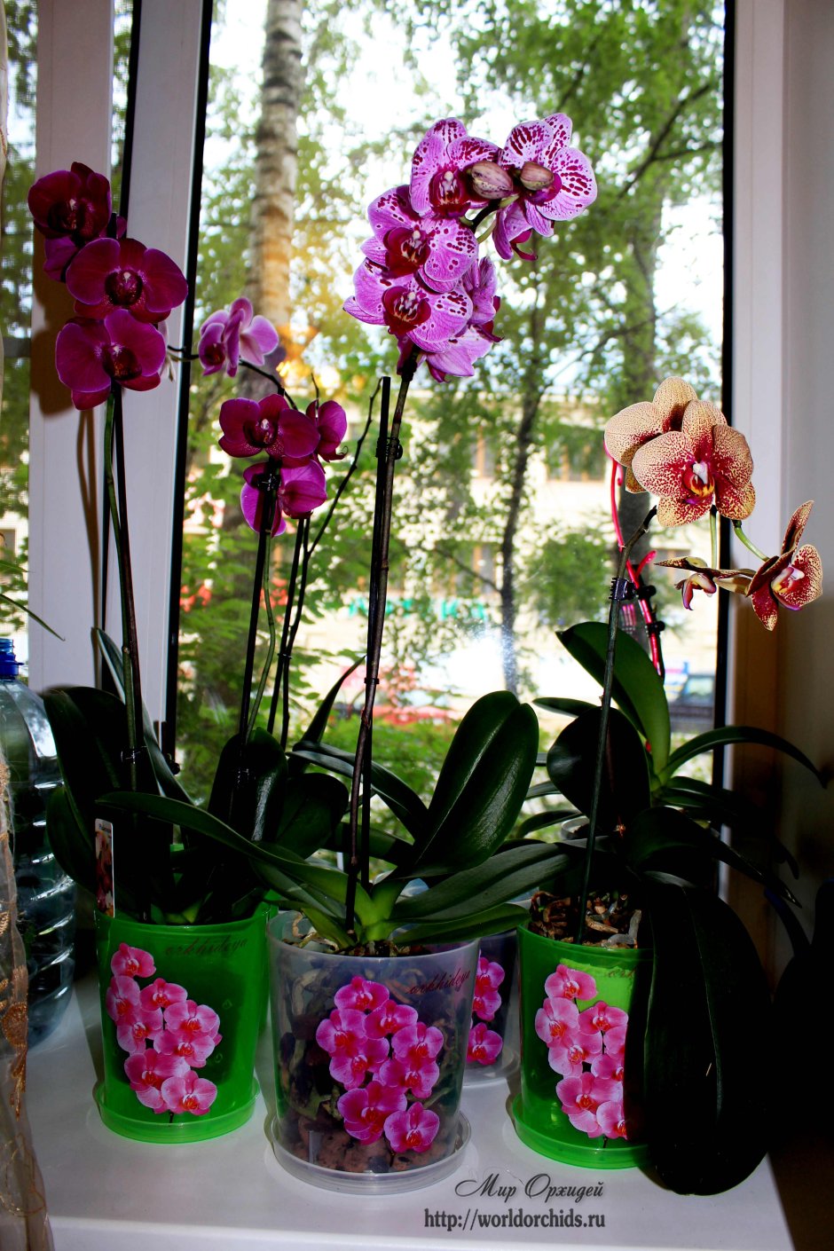 Орхидея фаленопсис в квартире