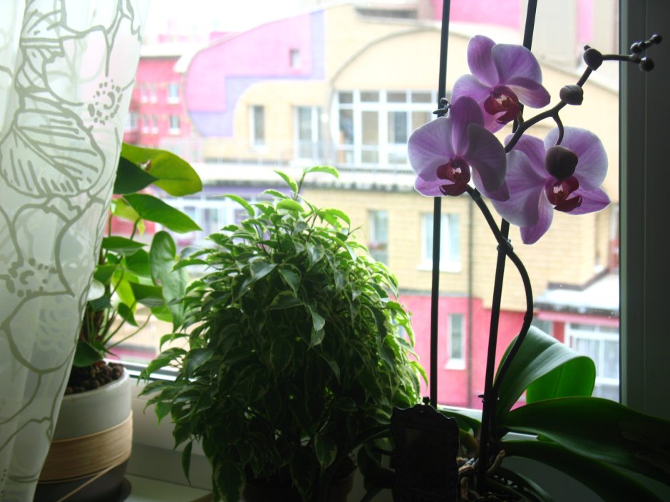 Орхидея фиолетовая на окне