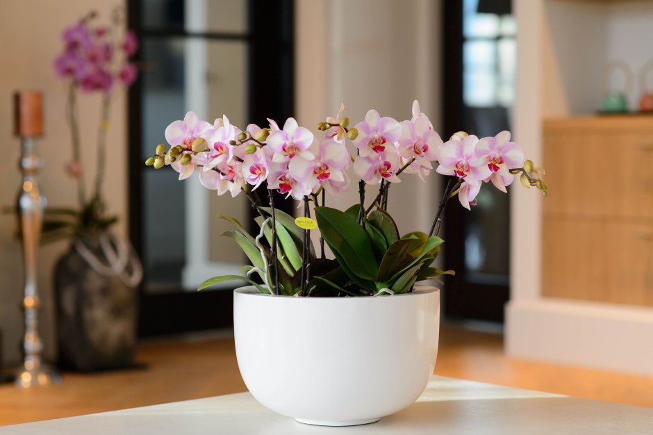 Орхидея белая домашняя