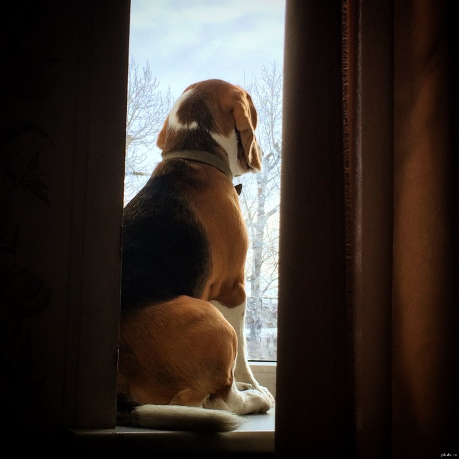Собака у окна фотоклипарт