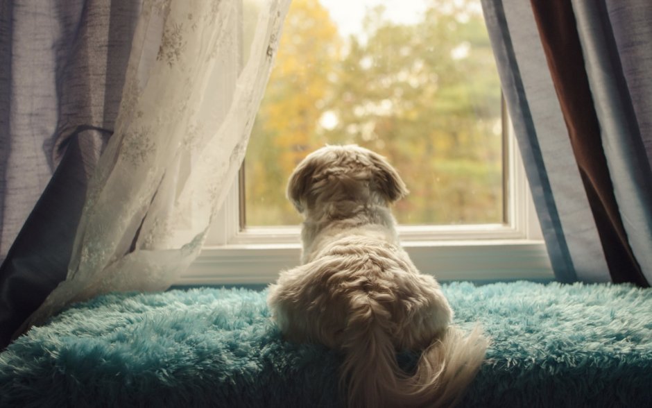 Собака в окне за решеткой
