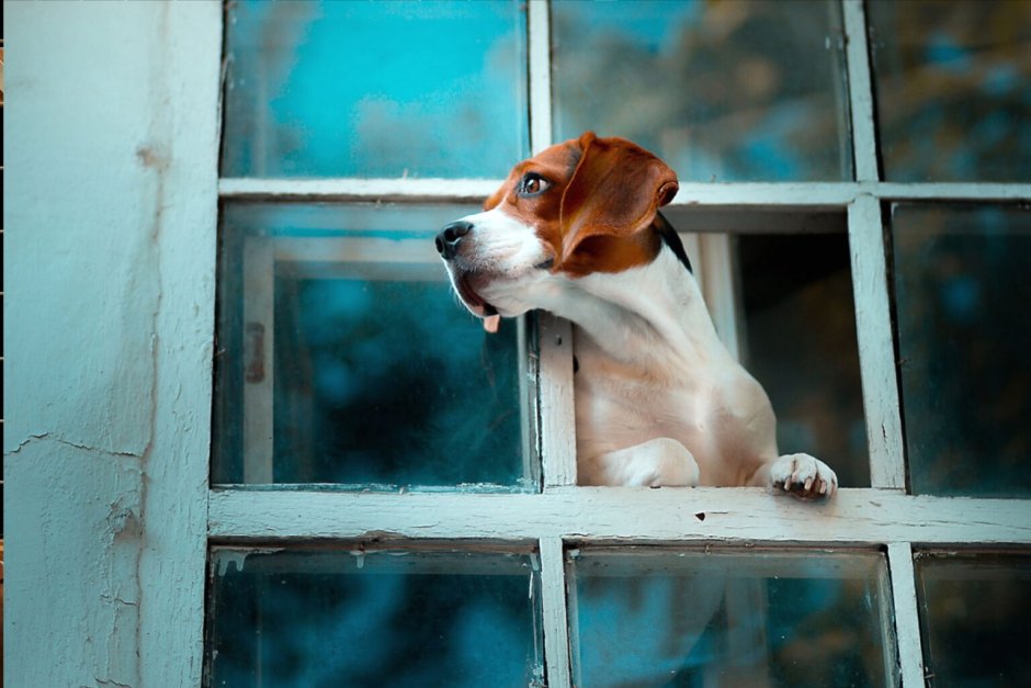 Собака выглядывает из окна
