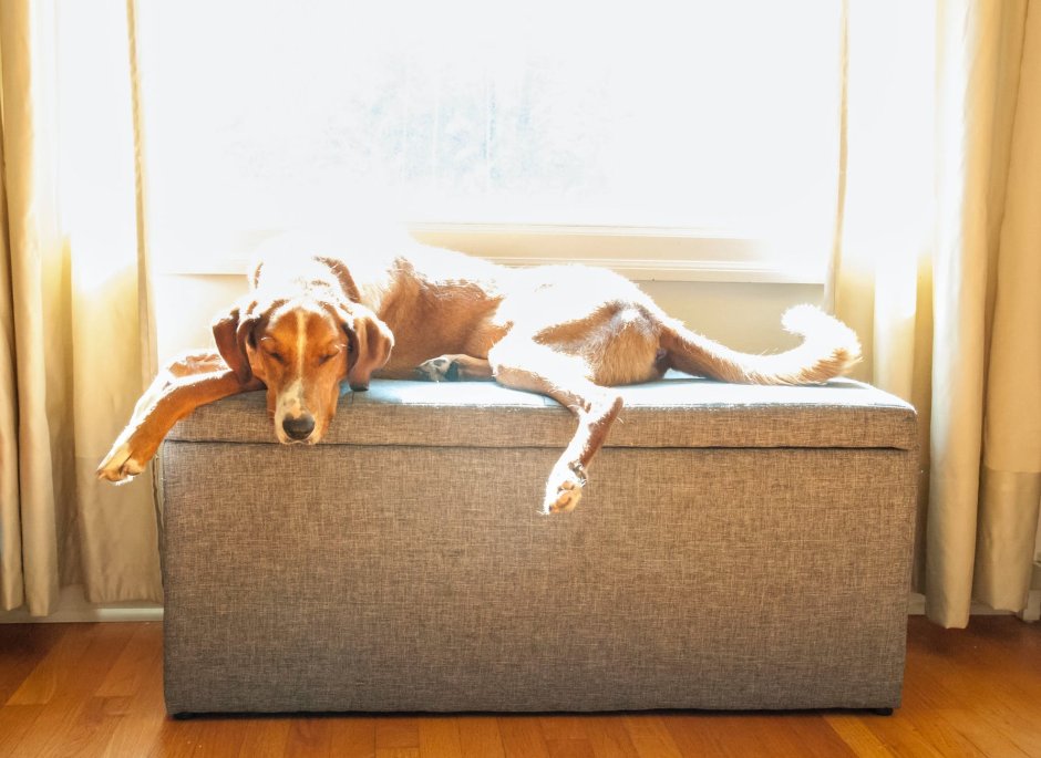 Собака в солнце на диване