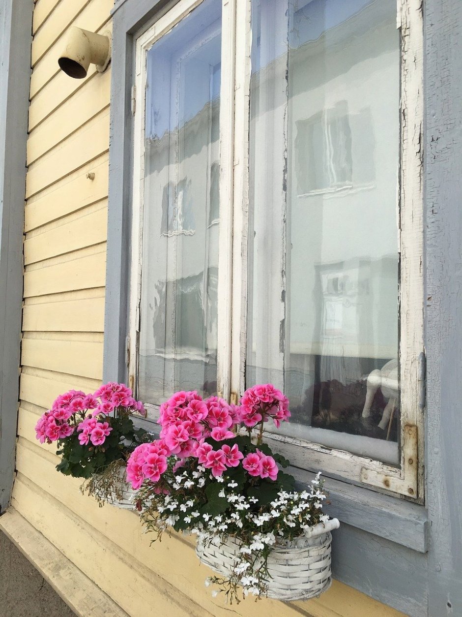 Цветы за окном квартиры