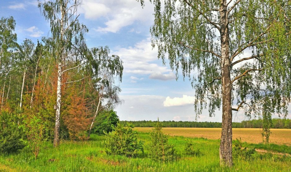 Березка у дороги