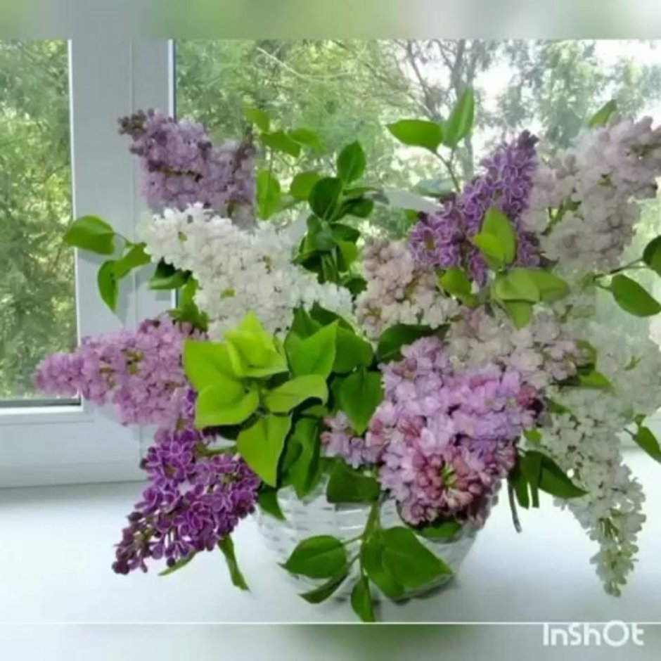 Розовая сирень