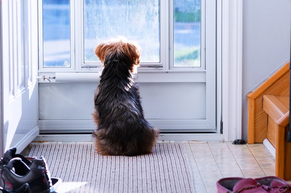 Собака ждет у окна (42 фото)