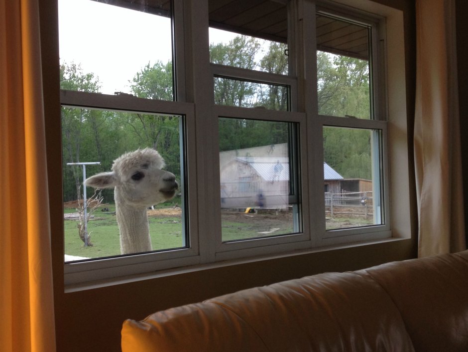 Белый медведь заглядывает в окно
