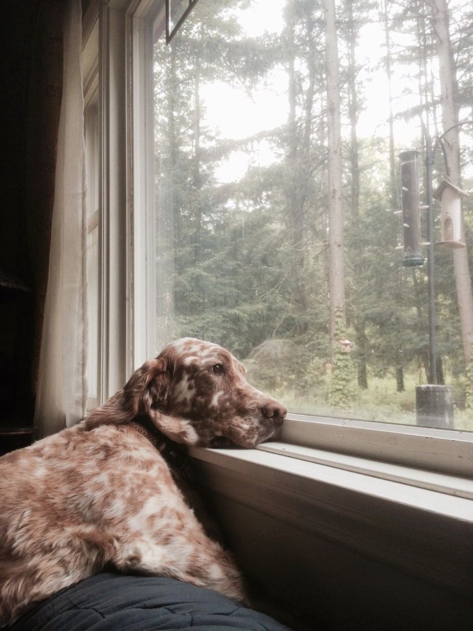 Собака ждет у окна