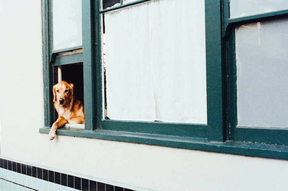 Собака в окне