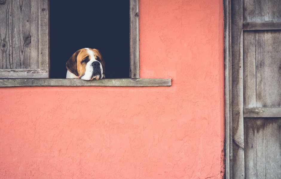 Собачка целый день скучает у окна