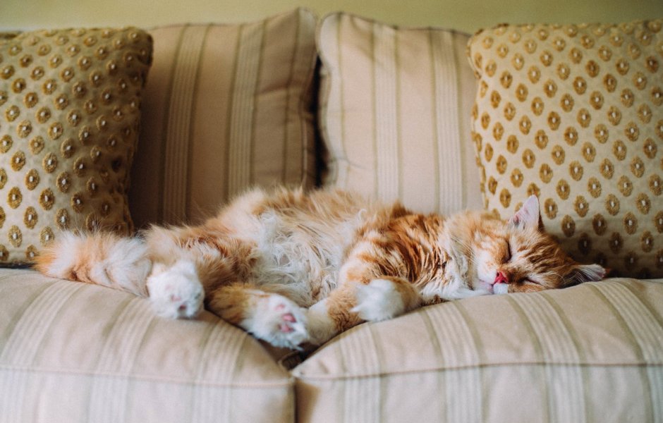 Рыжая кошка на диване