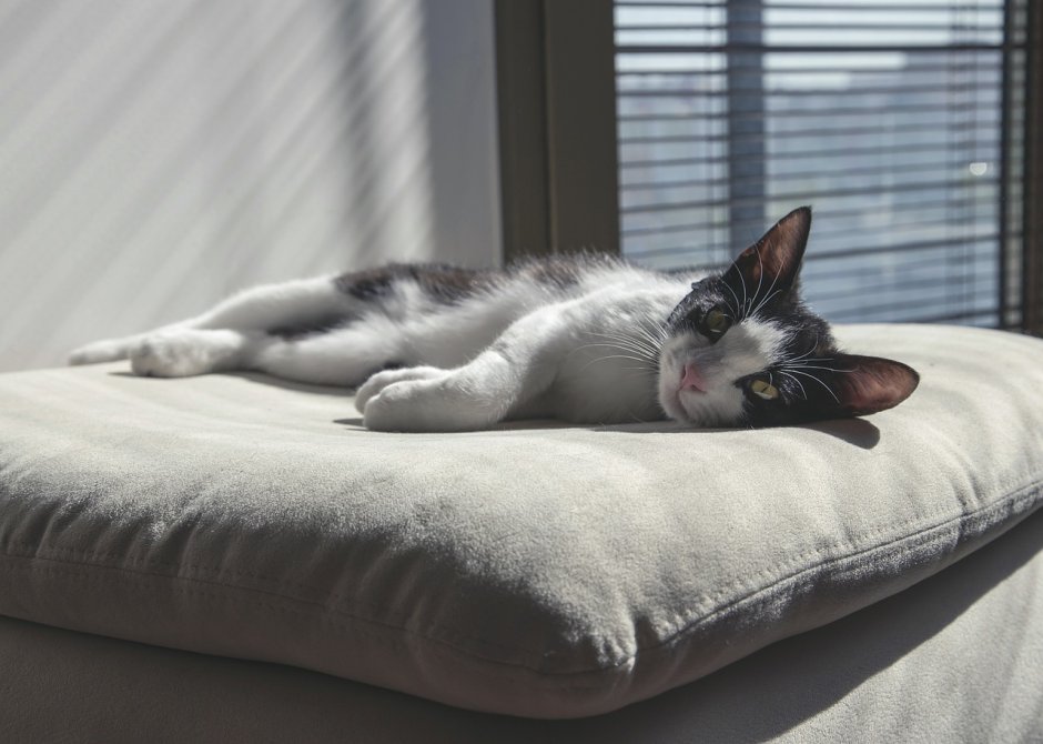 Кошка лежит на подушке