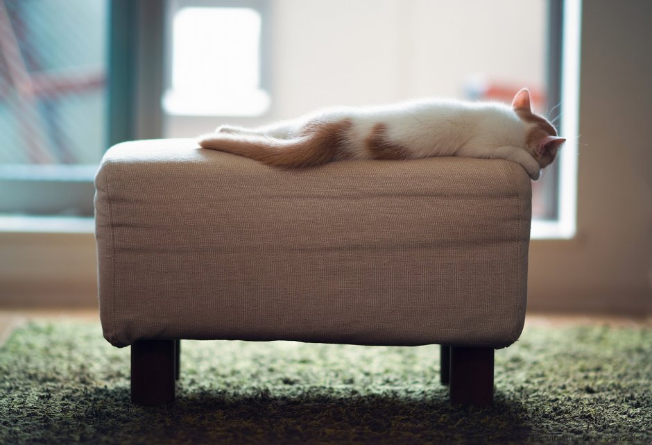 Котик на диванчике
