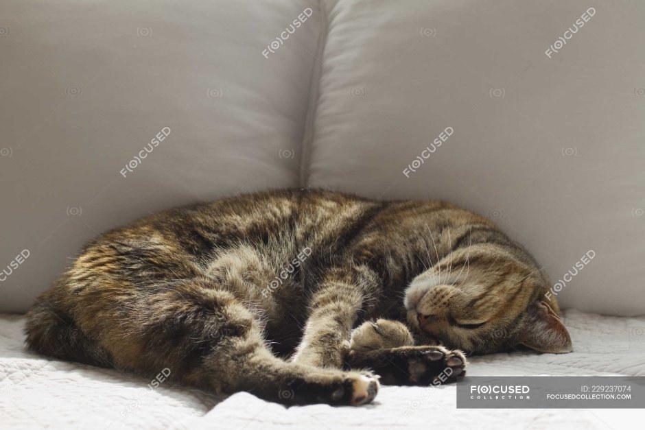 Котенок на диване полосатый