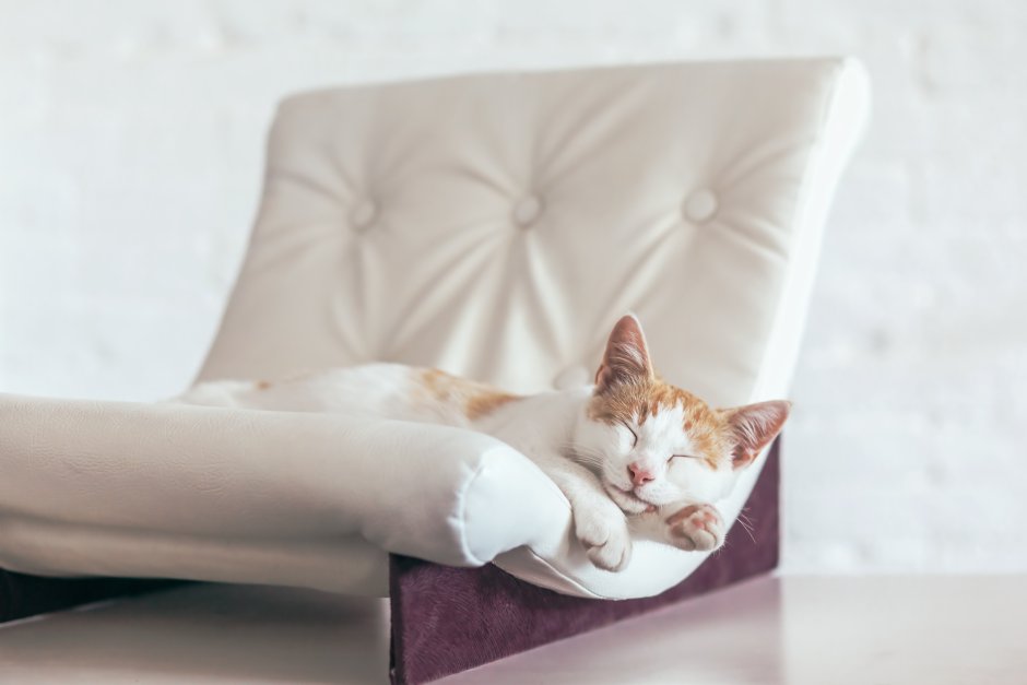 Кот спит на мягком диване