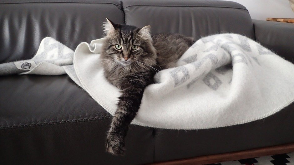 Красивая кошка на диване