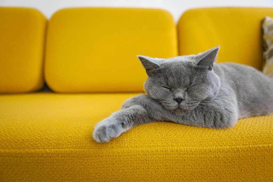 Кот спит на диване