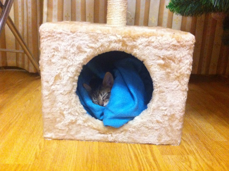 Cat House making