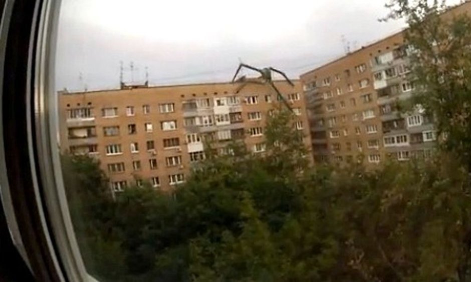 Палочник призрак
