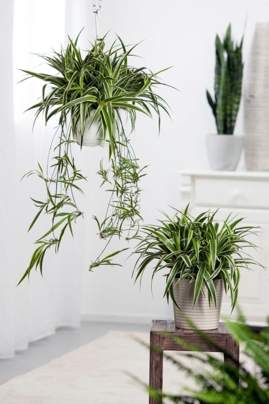 Комнатные растения на стене