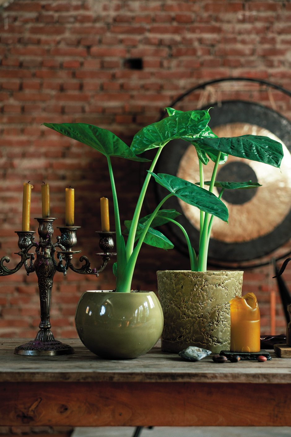 Алоказия Венти /Alocasia wentii/