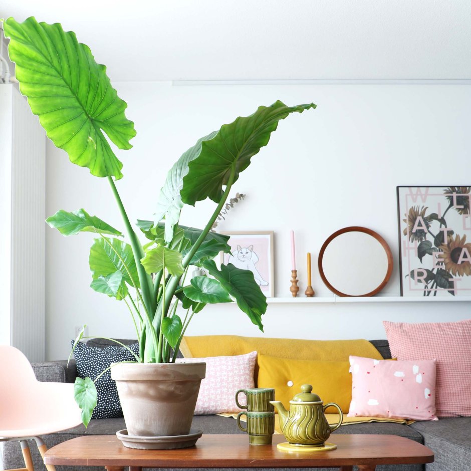 Houseplants цветок