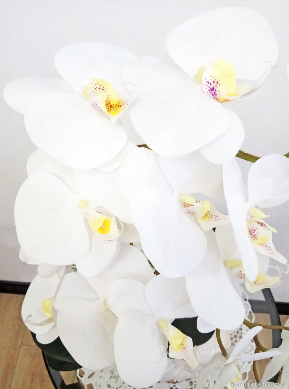 Орхидея фаленопсис Mathilde