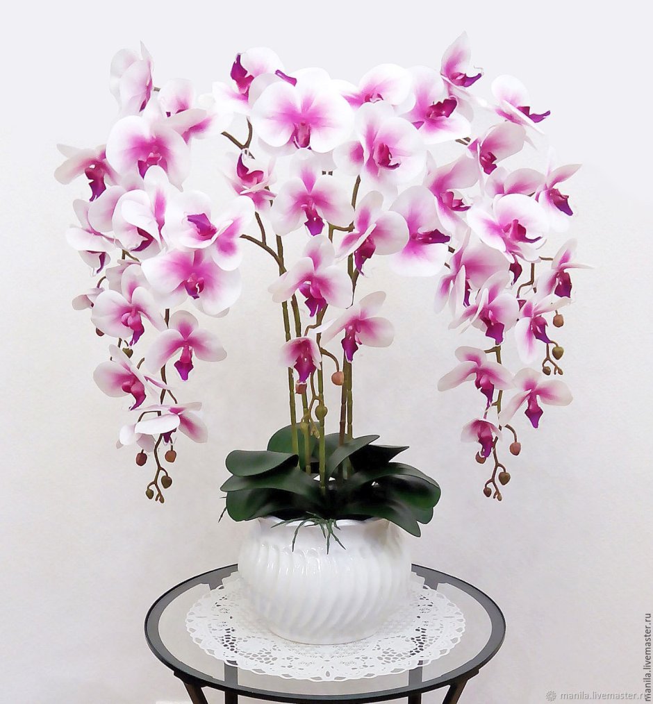 Мелкоцветковая белая Орхидея