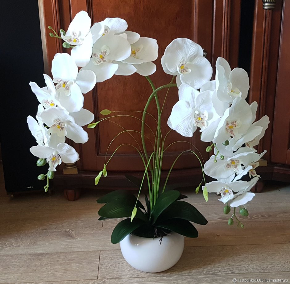Комнатные орхидеи в интерьере