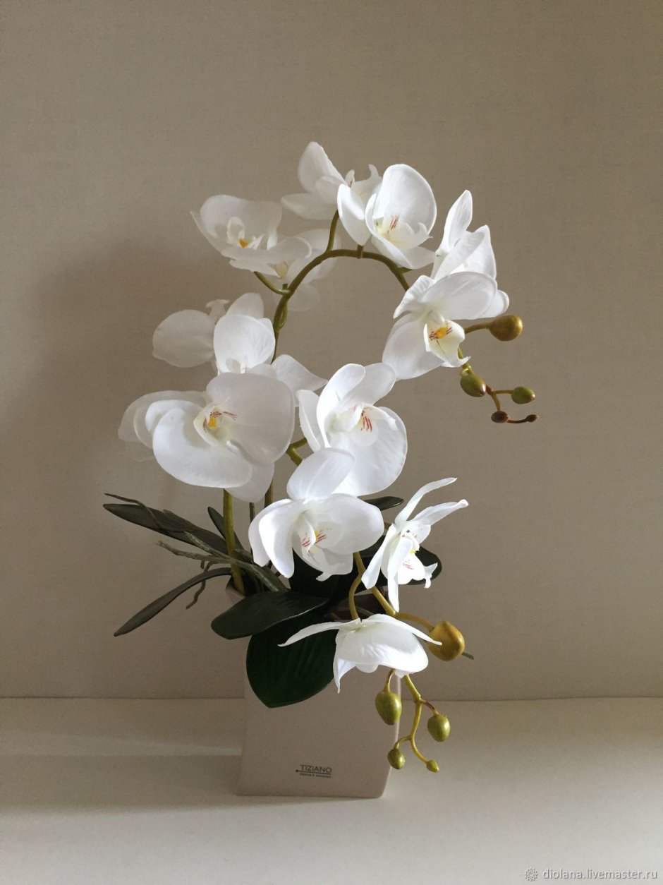 Орхидея белая комнатная