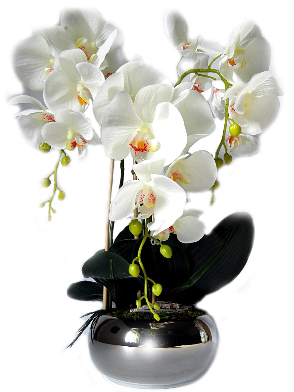 Орхидея kleur wit