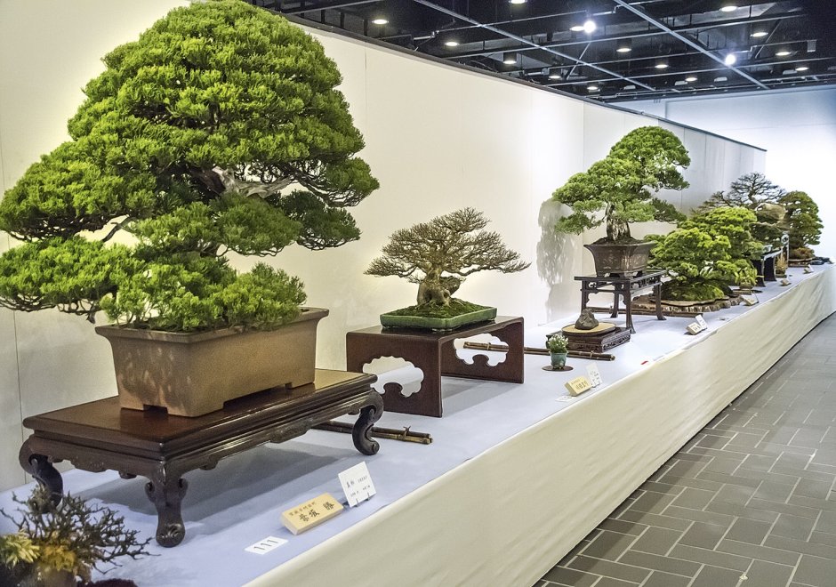 Киотский Ботанический сад в Японии выставка бонсаев