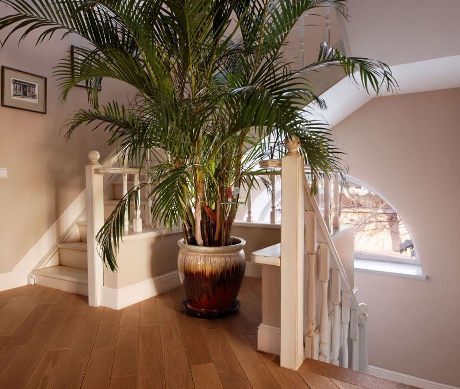 Комнатные растения под лестницей