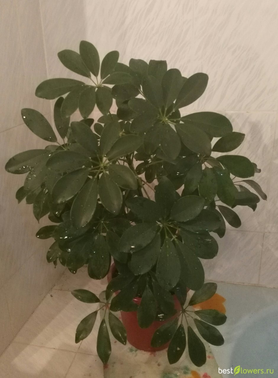 Комнатное растение гептаплеурум