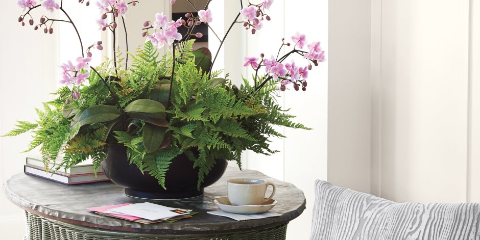 Горшечная композиция из комнатных цветов с орхидей