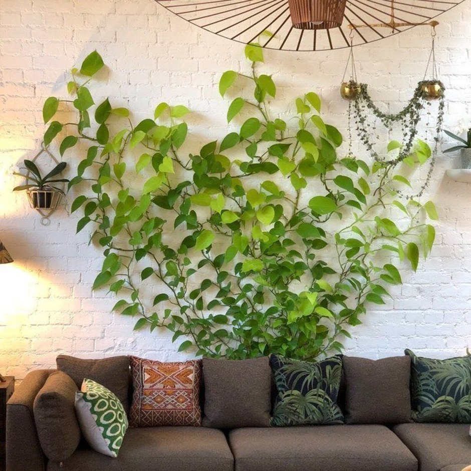 Комнатные растения на стене в квартире
