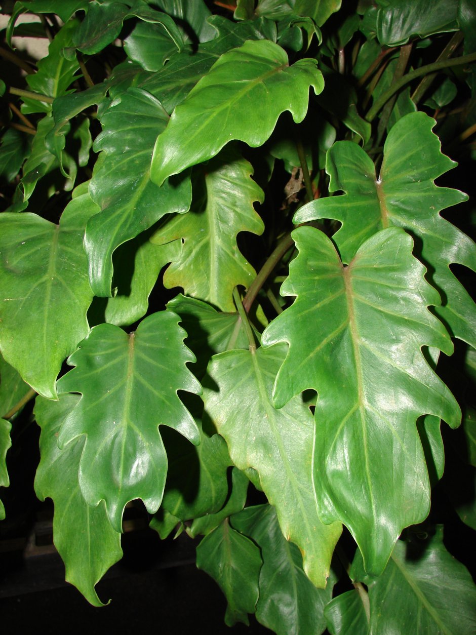 Philodendron hederaceum var. Oxycardium "Cream Splash"
