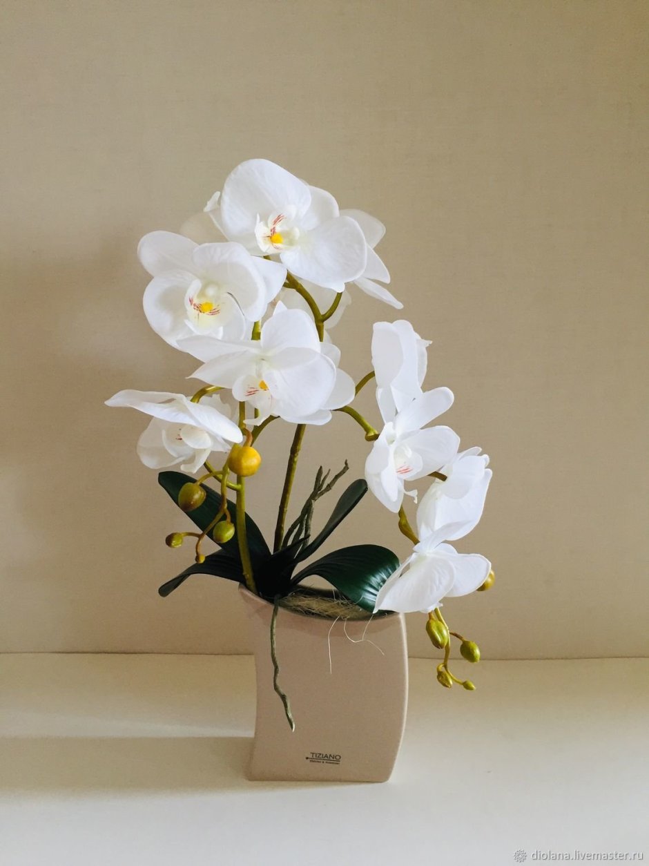 Орхидея фаленопсис белая композиция