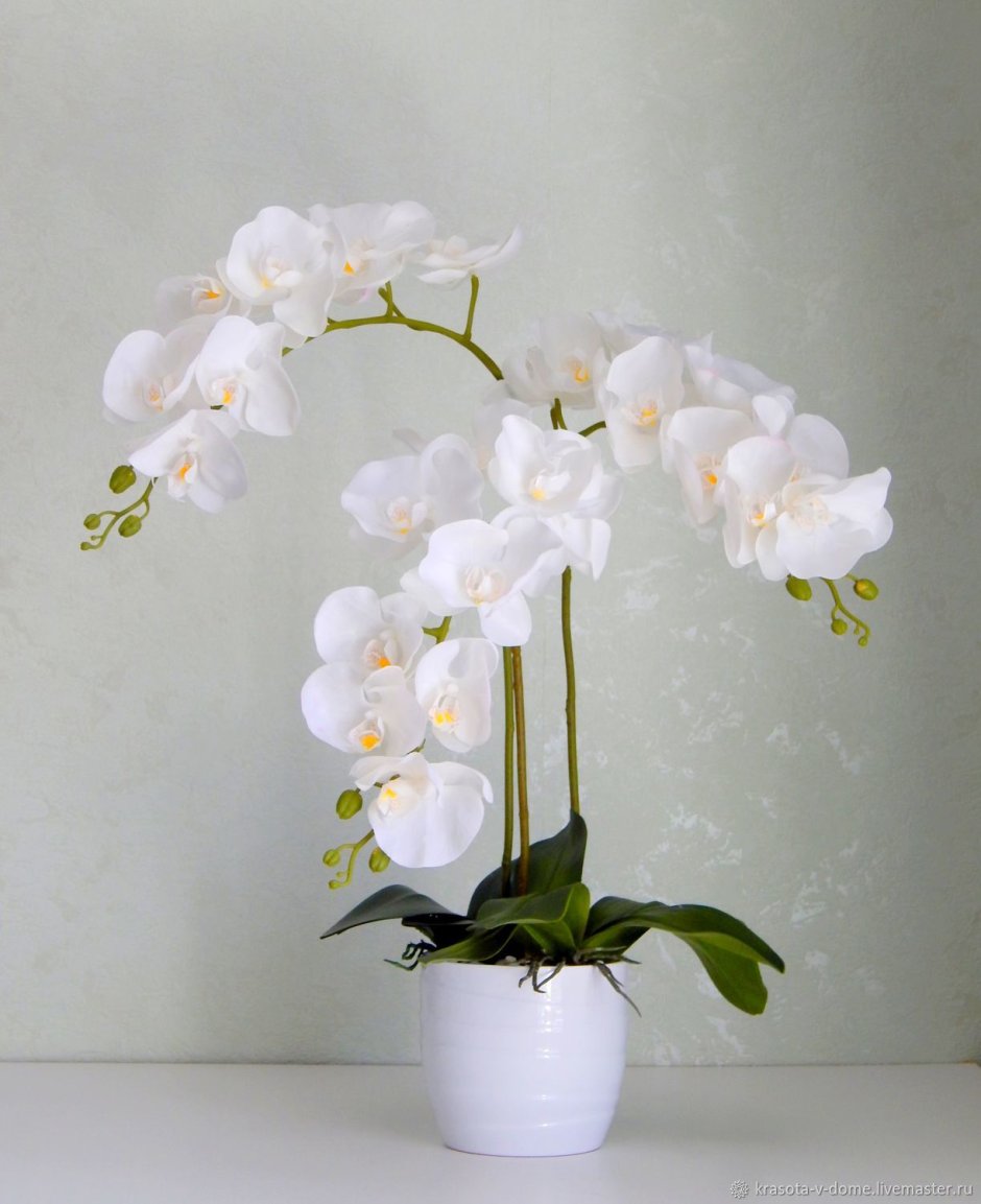 Орхидея Лавсан
