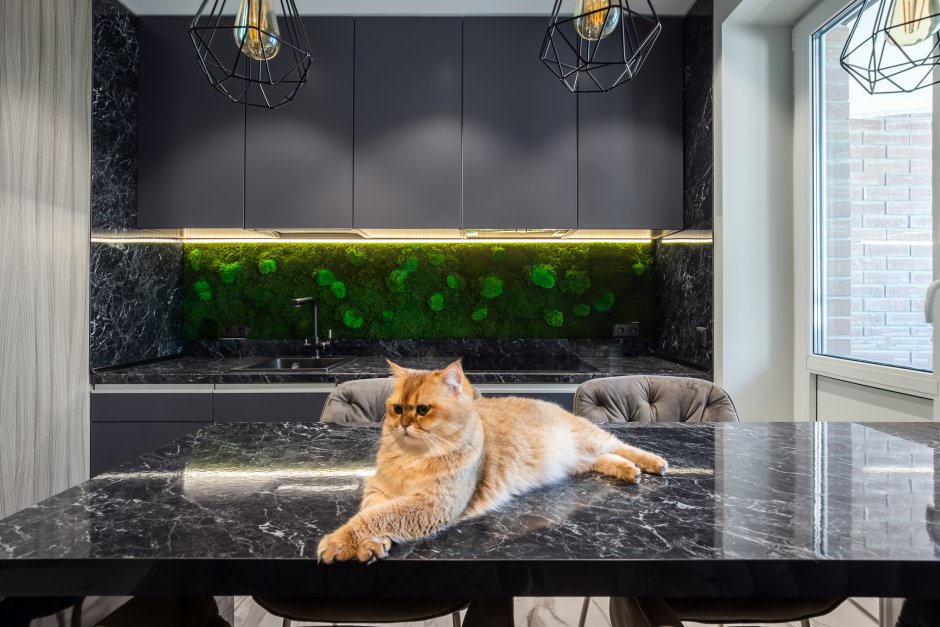 Котики в интерьере кухни