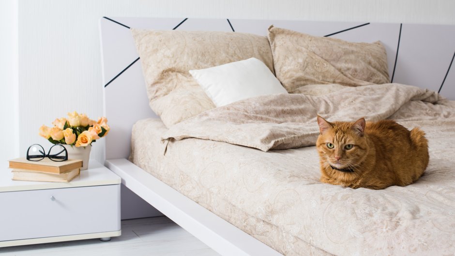 Спальня с котиками