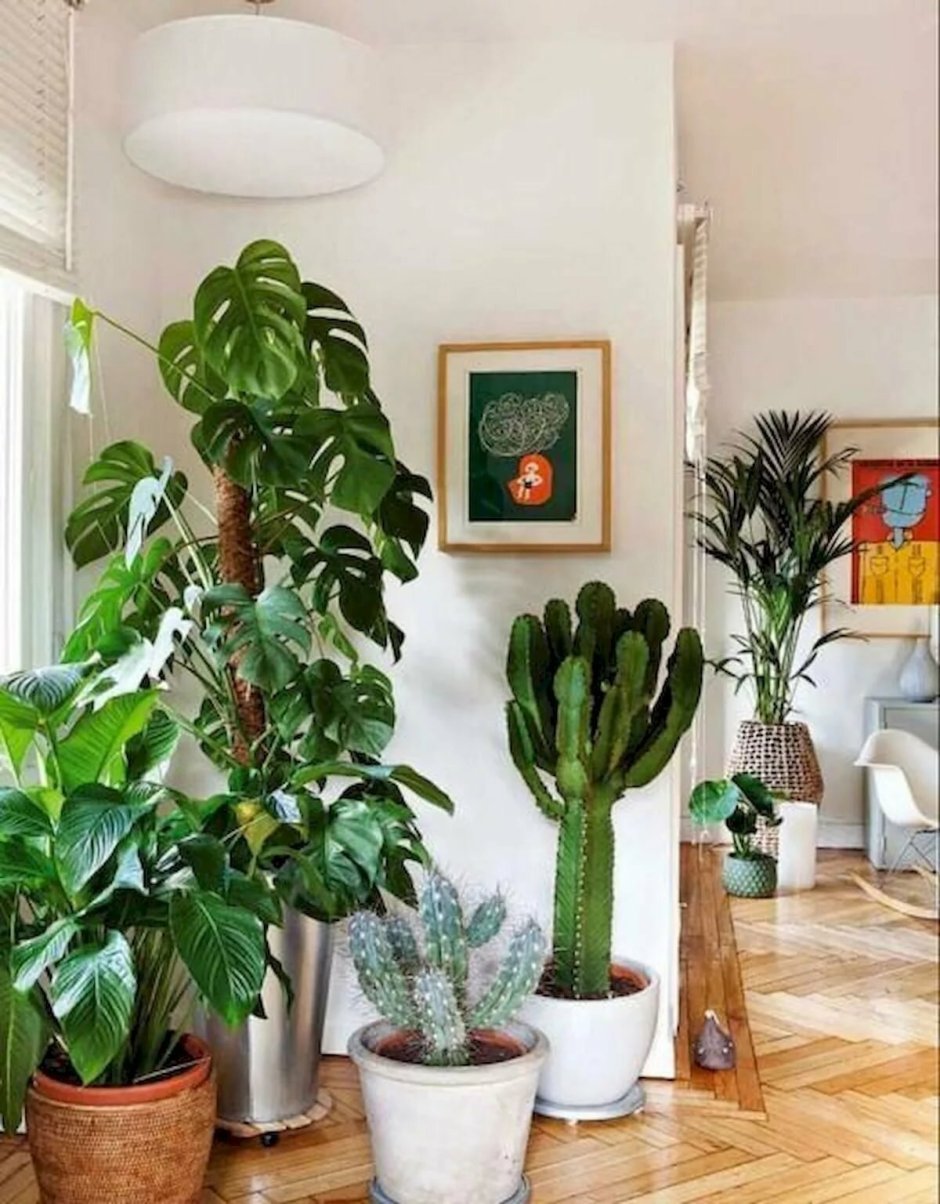 Композиции из комнатных растений для интерьера квартиры
