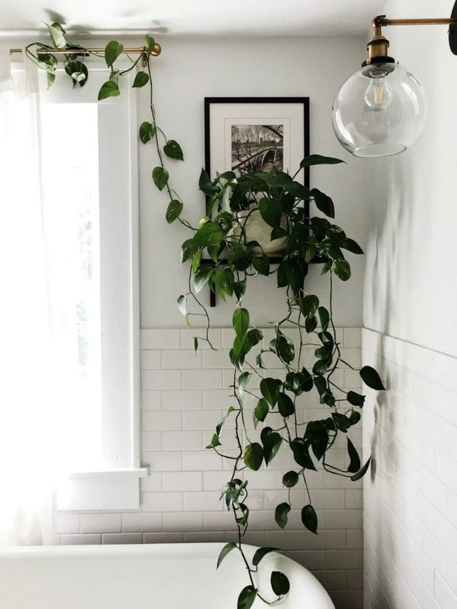 Вьющиеся комнатные растения в интерьере