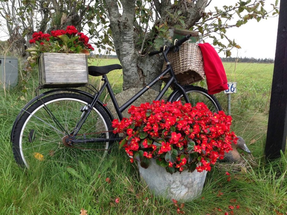 Велосипед на клумбе с цветами